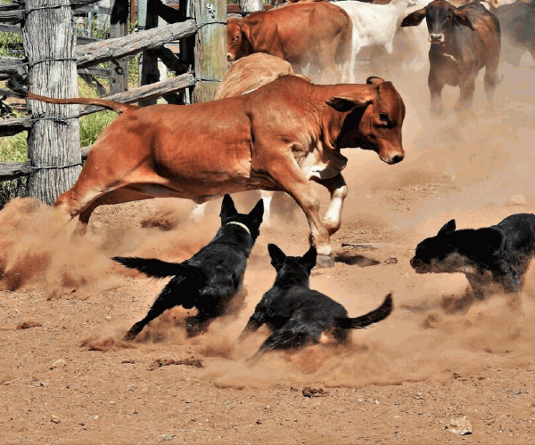How Fast Can a Cow Run