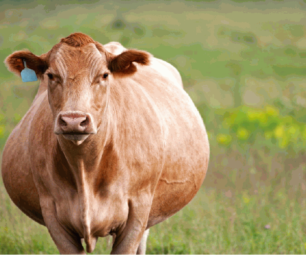 How Long is a Cow Pregnant