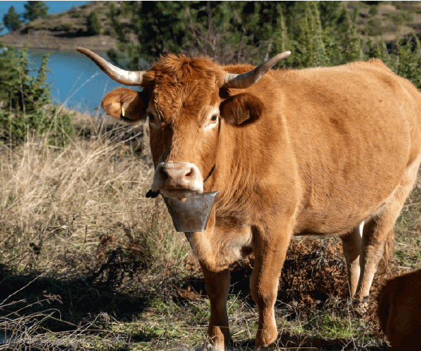 How Now Brown Cow