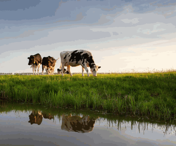 Food Chain Cow