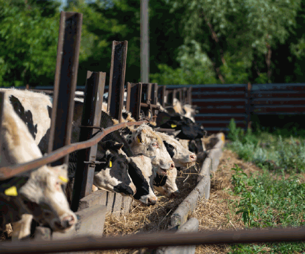 Food Chain for a Cow