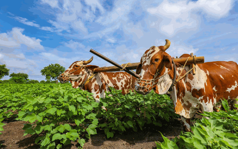 Cow Food Chain