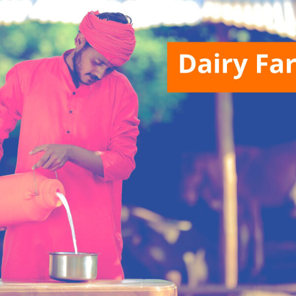 Dairy Farm Loan